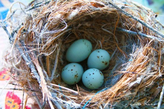 Blue Eggs with Brown Speckles in Nest